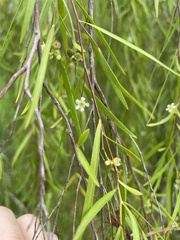 Leptospermum madidum
