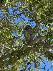 Athene cunicularia floridana
