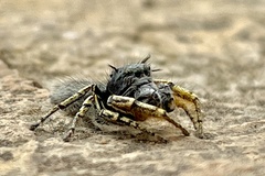 Phidippus mystaceus