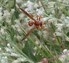 Polistes bellicosus