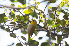 Zosterops palpebrosus