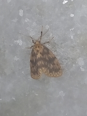 Miltochrista rubricosa