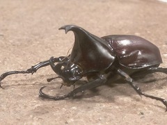 Xylotrupes australicus