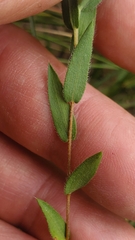 Symphyotrichum pratense