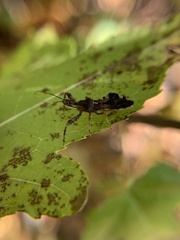Reduviidae