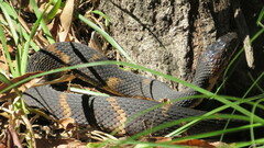 Nerodia fasciata confluens