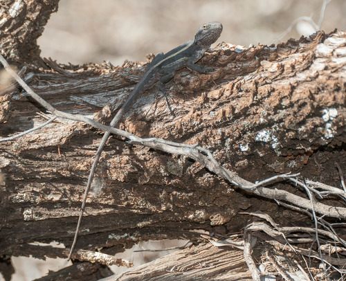 Diporiphora nobbi