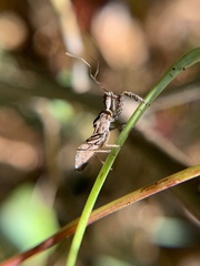 Reduviidae