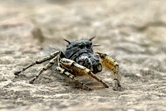 Phidippus mystaceus