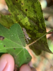 Reduviidae