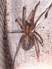 Eratigena agrestis