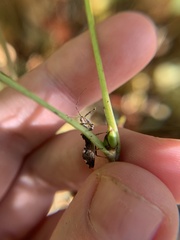 Reduviidae