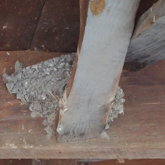 Hirundo rustica