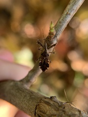 Reduviidae