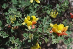 Acmispon grandiflorus grandiflorus