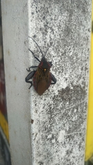 Pachylis pharaonis