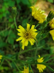 Hieracium sabaudum