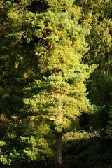 Thuja plicata