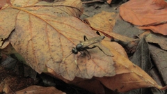 Vulgichneumon