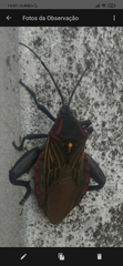 Pachylis pharaonis