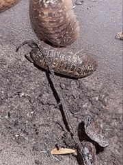 Armadillidium versicolor