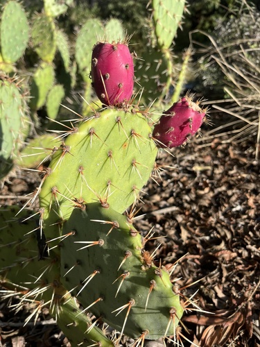 iNaturalist observation photo of Coastal Pricklypear