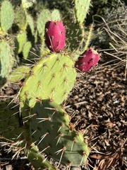 Opuntia littoralis