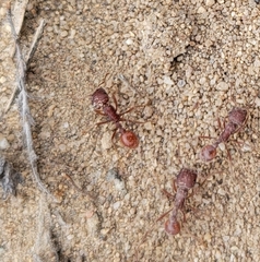 Pogonomyrmex occidentalis