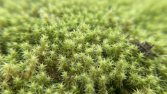 Racomitrium canescens