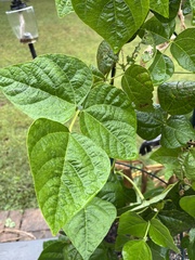 Phaseolus vulgaris