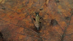 Vulgichneumon
