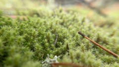Racomitrium canescens