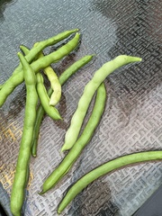 Phaseolus vulgaris