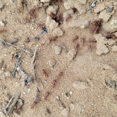 Pogonomyrmex occidentalis