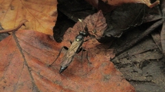 Vulgichneumon