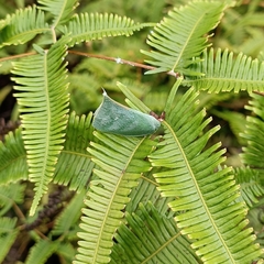 Krisnini