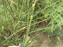 Juncus