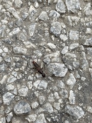 Platydracus cinnamopterus