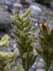Oxytropis pilosa