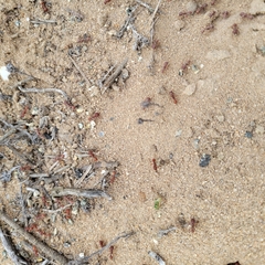 Pogonomyrmex occidentalis