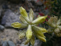 Oxytropis pilosa