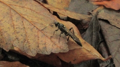 Vulgichneumon