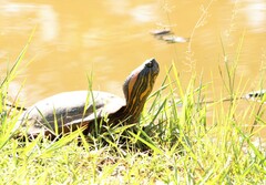 Trachemys dorbigni