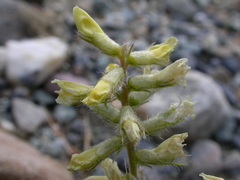 Oxytropis pilosa