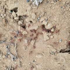 Pogonomyrmex occidentalis