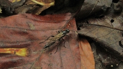Vulgichneumon