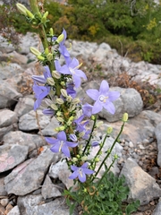 Campanula pyramidalis