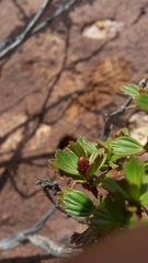 Myrothamnus flabellifolius