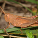 Mischievous Bird Grasshopper - Photo (c) Judy Gallagher, some rights reserved (CC BY-SA), uploaded by Judy Gallagher