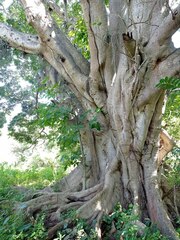 Ficus pringlei